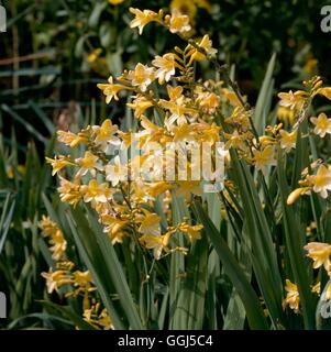 Crocosmia x crocosmiiflora - `Gerbe d'Or' - (Syn C. x c. 'Golden Fleece')   BUL064939     Photos Hor Stock Photo